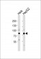 GRP78 Antibody